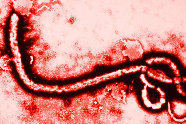 Vacina contra o ebola será testada a partir de sábado na Guiné