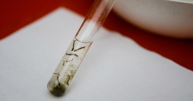 País decreta emergência após surto de microcefalia em bebê; zika pode ser causa