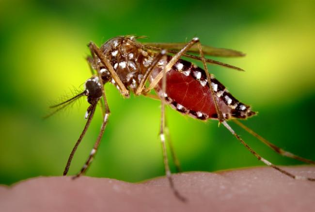 Mulheres grávidas podem usar repelente para se proteger de mosquito 