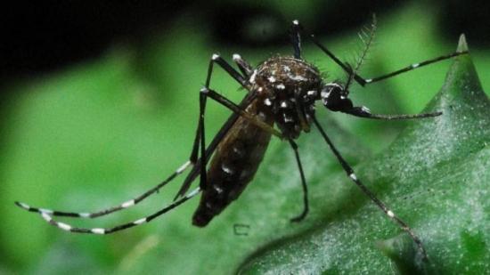 Saúde encomendará 500 mil testes para zika, chikungunya e dengue