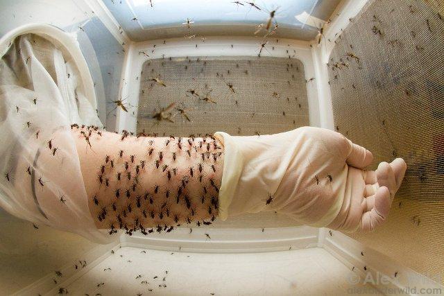 Ministério da Saúde confirma terceira morte pelo vírus da zika