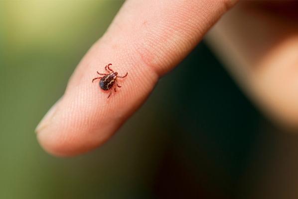 Descoberta nova espécie de bactéria da doença de Lyme