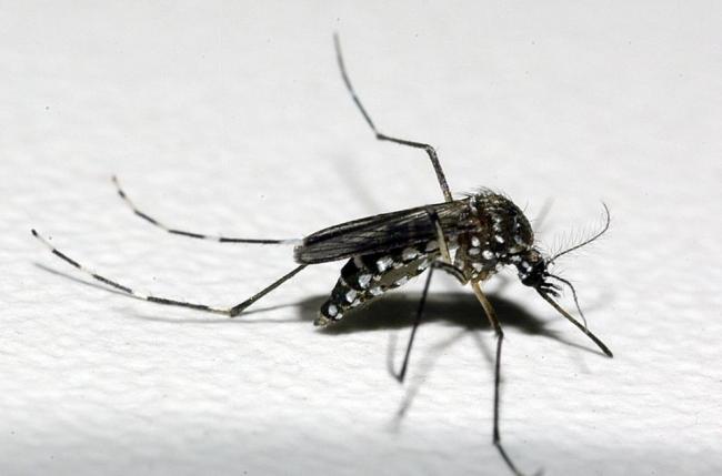 Zika e microcefalia vão crescer no Sudeste, alerta Ministério da Saúde