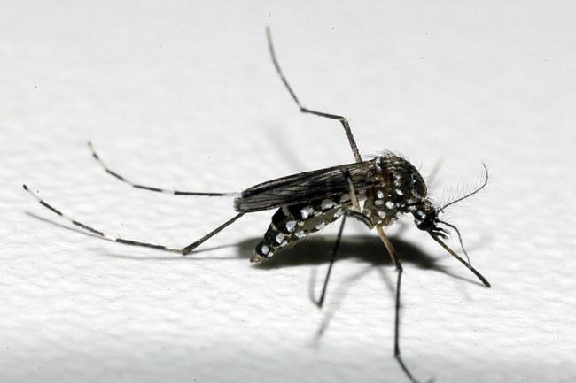 18 cidades do Paraná têm epidemia de dengue; mais duas mortes são confirmadas