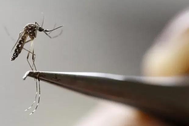 Medicamento em estudo contra zika mostra resultado promissor em ratos