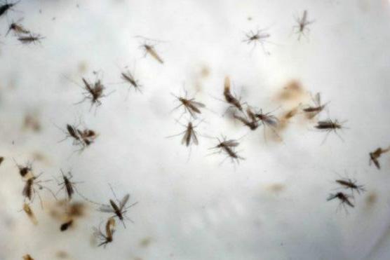 Outros tipos de contágio e transmissão do Zika desafiam cientistas