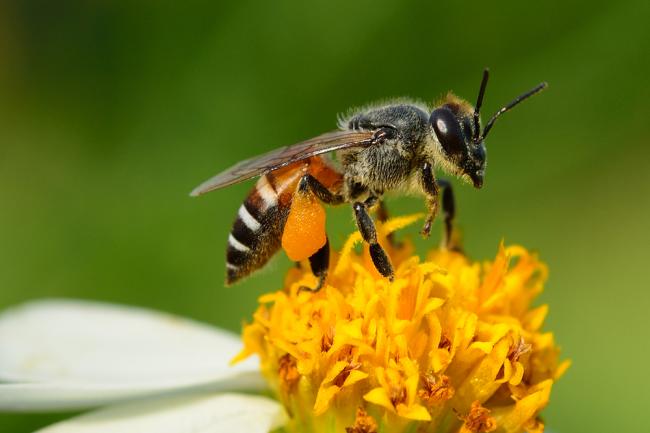 Soro da Unesp para picada de abelha será testado em humanos