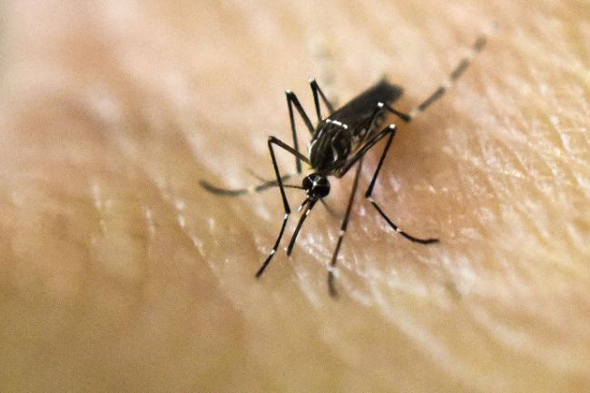 Cérebro do bebê está mais vulnerável ao zika durante o 1º trimestre da gestação