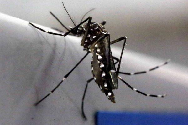 Epidemia de zika regride no Brasil, afirma OMS