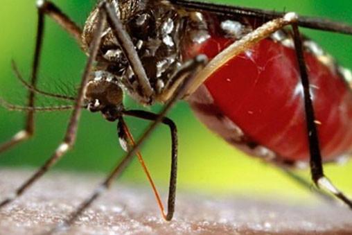 Bactéria diminui capacidade de Aedes transmitir o vírus da zika