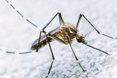 Vacina contra vírus da zika pode precisar de até 3 anos de testes