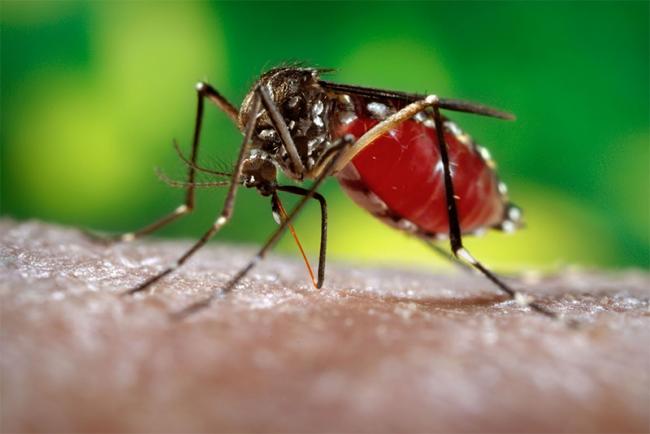 Dengue, chikungunya e zika: quais medicamentos evitar?