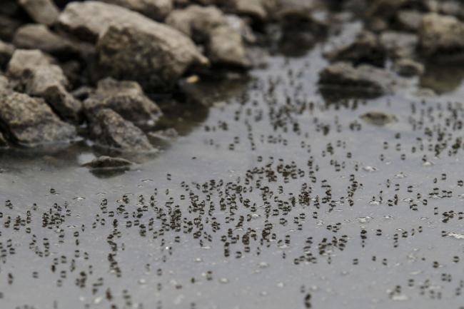 Epidemia de dengue em Paranaguá era “tragédia anunciada”, diz MP