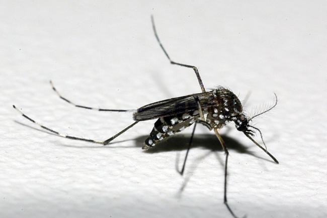 Paraná atinge marca de 50 mil casos de dengue