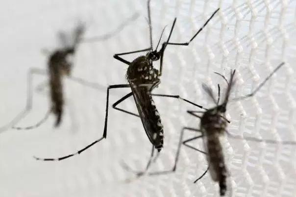 OMS pede mais de 120 milhões de dólares para combater a zika