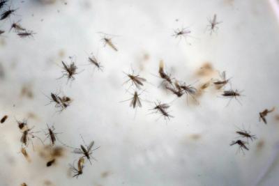 Epidemia de zika na América Latina pode acabar em 3 anos, diz estudo