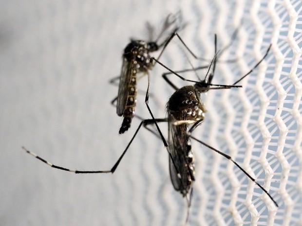 Vírus da zika deve atingir até 80 turistas na Olimpíada, calcula estudo