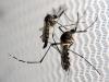 Vírus da zika deve atingir até 80 turistas na Olimpíada, calcula estudo