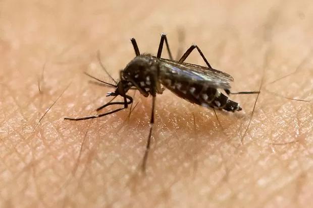 Cientistas encontram anticorpos eficazes contra a zika em ratos