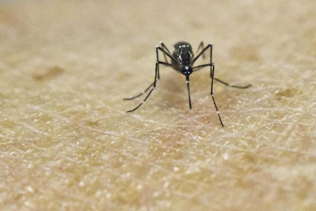 Paranaguá e Maringá receberão mosquitos estéreis para controle da dengue