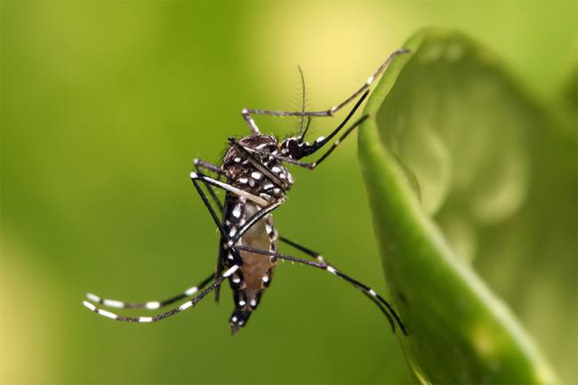 Pesquisa identifica células do Aedes infectadas pelo zika e cria 'antivírus'