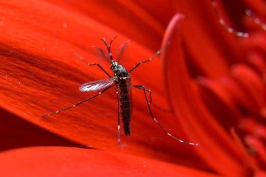 Corrida para encontrar vacina contra o zika testa os limites da biotecnologia