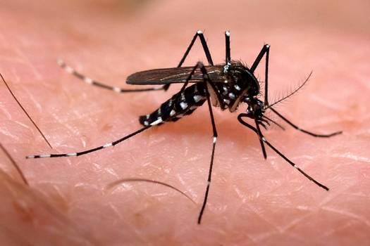 Anvisa define novo prazo para análise de testes de doenças associadas ao Aedes aegypti