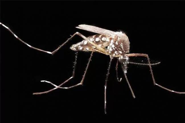 Aedes resistente ao vírus da dengue é criado nos EUA