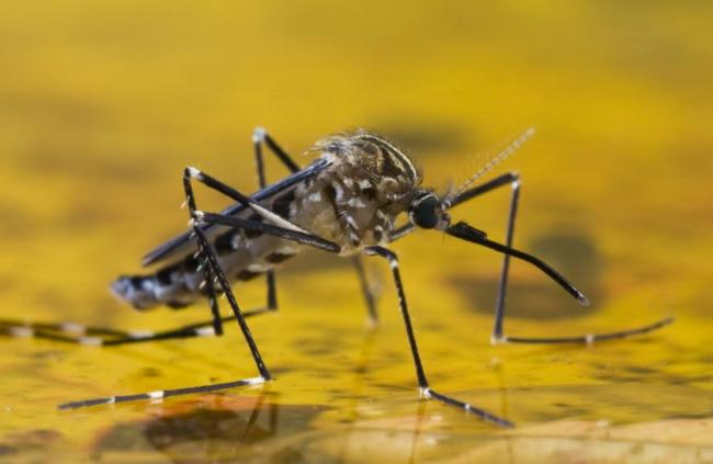 Quais países exigem vacina de Febre Amarela?