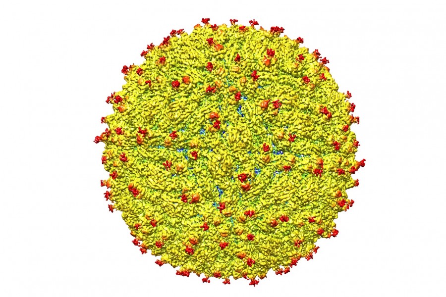 Em teste com roedores, vacinas experimentais contra zika conseguiram proteger fetos