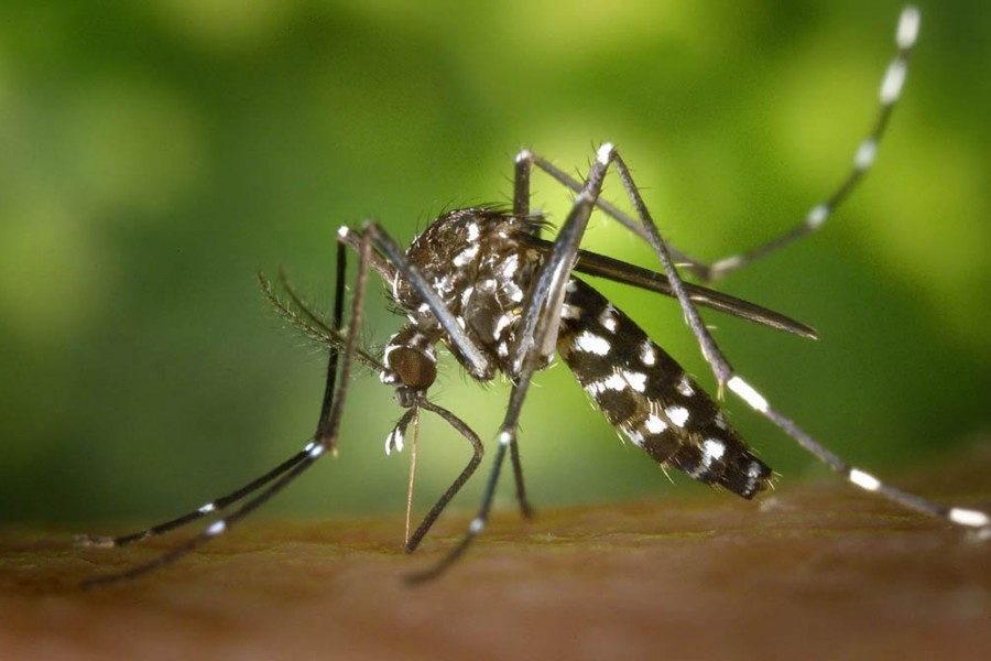 Após sequenciamento genético, estudo da Fiocruz reforça que pernilongo pode transmitir zika