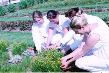 Toledo: Pesquisa sobre plantas medicinais recebe recursos do Ministério da Saúde